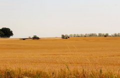 zierow-4.jpg