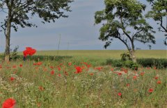 mohn-zierow.jpg
