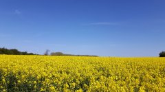 raps-zierow.jpg