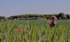 wandern-mohnblumen.jpg