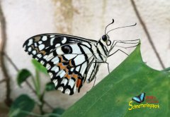 schmetterlingspark-kluetz-schwalbenschwanz-papilio.jpg